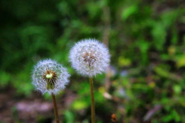 The effects of Dandelions